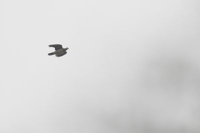 g13/60/809460/3/175378233.2a0b6b8e.JPEG