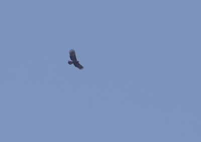 g13/60/809460/3/175382842.3d92579d.JPEG