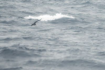 g13/60/809460/3/175386868.c4b5dc70.JPEG