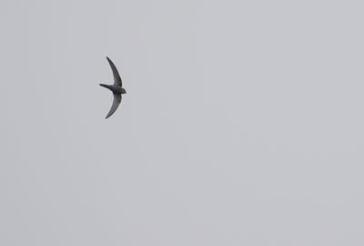 g13/60/809460/3/175397165.fd4fa9ca.JPEG