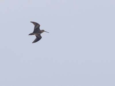 g13/60/809460/3/175397555.8ab0b75a.JPEG