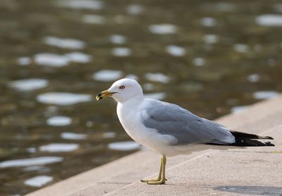 Ringnbbad ms - Ring-billed Gull - Kungstrdgrden, Sthlms City