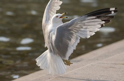 Ringnbbad ms - Ring-billed Gull - Kungstrdgrden, Sthlms City