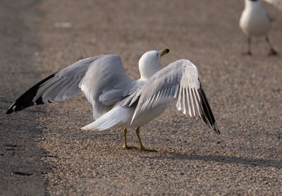Ringnbbad ms - Ring-billed Gull - Kungstrdgrden, Sthlms City