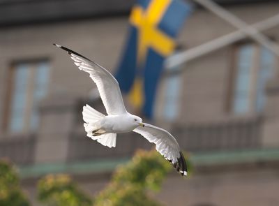 Senaste 2025