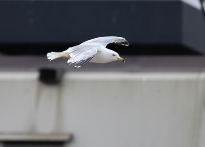 Ringnbbad ms - Ring-billed Gull - Kungstrdgrden, Sthlms City