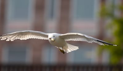 Ringnbbad ms - Ring-billed Gull - Kungstrdgrden, Sthlms City