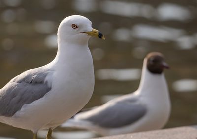 Ringnbbad ms - Ring-billed Gull - Kungstrdgrden, Sthlms City