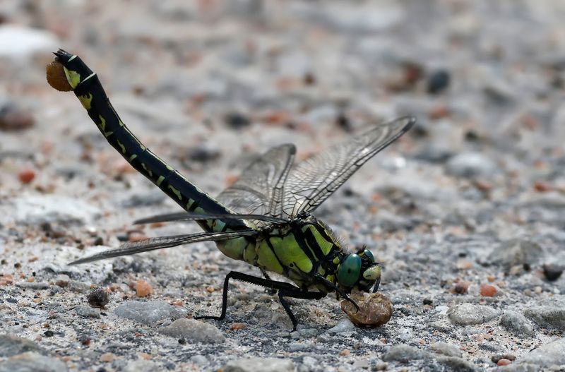 Sandflodtrollslnda - Common Clubtail - (Gomphus vulgatissimus)