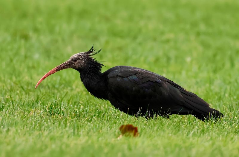 Eremitibis - Bald Ibis - (Geronticus eremita)