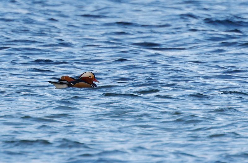 Mandarinand - Mandarin Duck - (Aix galericulata)