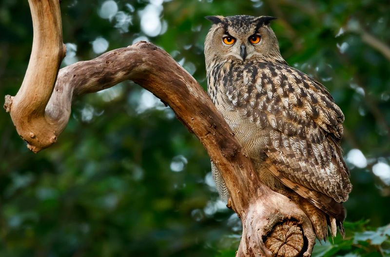 Berguv - Eurasian Eagle-owl - (Bubo bubo)