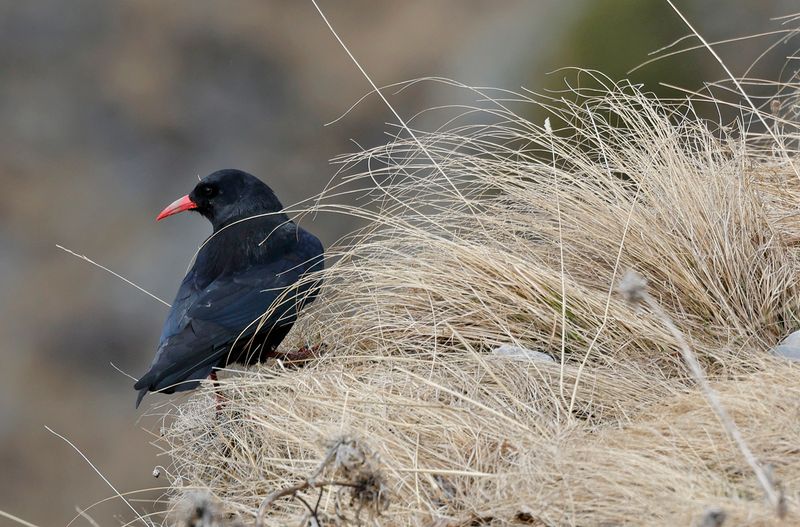 Red-billed chough - (Pyrrhocorax pyrrhocorax docilis)