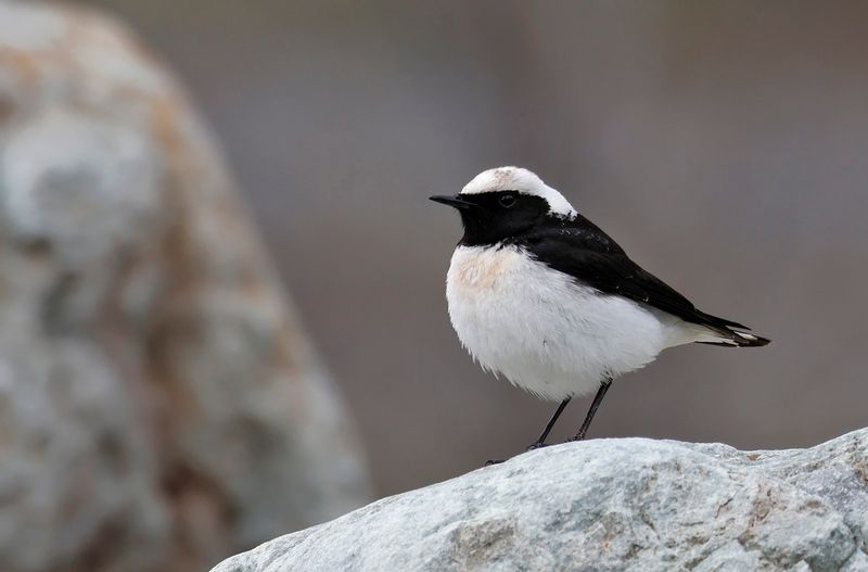 Pied Weathear - (Oenanthe pleschanka)