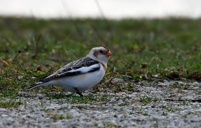 Snsparv - (Plectrophenax nivalis)