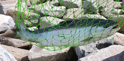 Salmon sp.