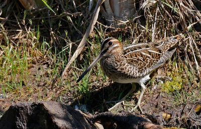 Enkelbeckasin - (Gallinago gallinago)