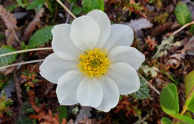 Flower sp, MP34, Teller road, Nome