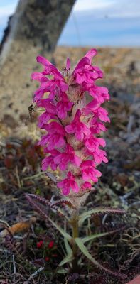 Flower sp, MP34, Teller road, Nome