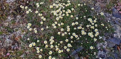 Flower sp, MP34, Teller road, Nome