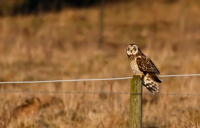 Jorduggla - (Asio flammeus)