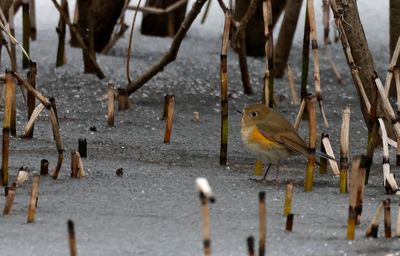 Tajgablstjrt - (Tarsiger cyanurus)