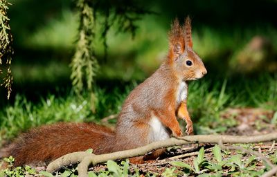Ekorre - Eurasian red squirrel (Sciurus vulgaris)