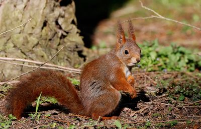 Ekorre - Eurasian red squirrel (Sciurus vulgaris)