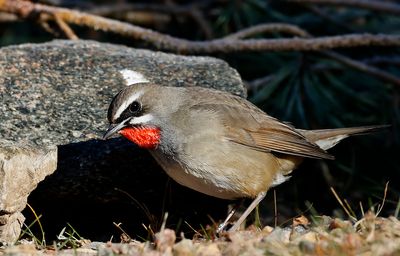 Rubinnktergal - Siberian Rubythroat - (Calliope calliope)