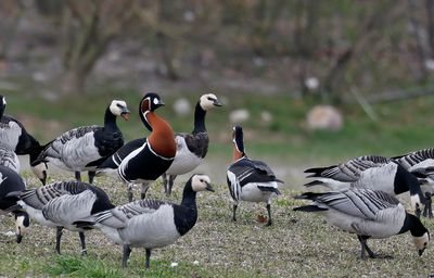 Rödhalsad gås - Red-breasted Goose - (Branta ruficollis)
