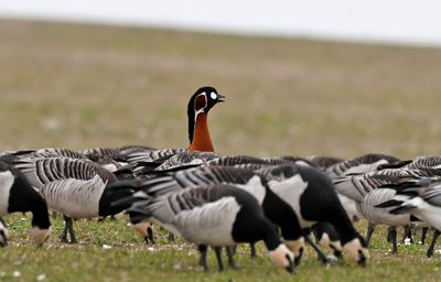Rdhalsad gs - Red-breasted Goose - (Branta ruficollis)