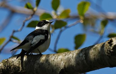 Halsbandsflugsnappare - Collared flycatcher - (Ficedula albicollis)