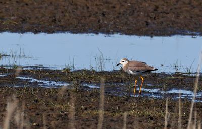 Sumpvipa - White-tailed Lapwing - (Vanellus leucurus)