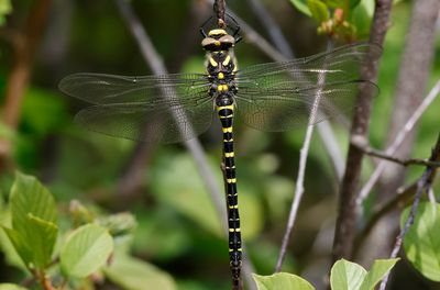 Kungstrollslnda - Golden-ringed Dragonfly - (Cordulegaster boltonii)