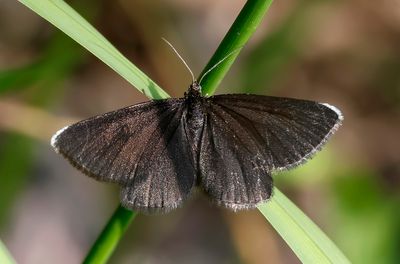 Sotmätare - Chimney Sweeper - (Odezia atrata)