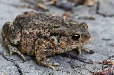 Vanlig padda - Common Toad - (Bufo bufo)