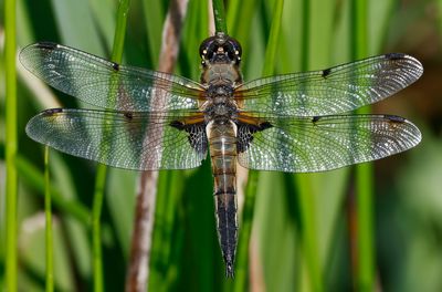 Fyrflckad trollslnda - Four-spotted Chaser - (Libellula quadrimaculata)