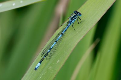 Ljus lyrflickslända - Azure Bluet _ (Coenagrion puella)