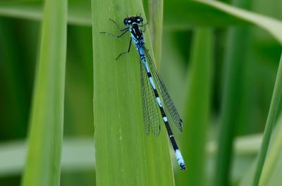 Mörk lyrflickslända - Variable Bluet - (Coenagrion pulchellum)