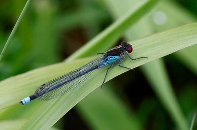 Större rödögonflickslända - Large Redeye - (Erythromma najas)