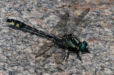 Sandflodtrollslnda - Common Clubtail - (Gomphus vulgatissimus)