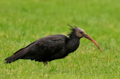 Eremitibis - Bald Ibis - (Geronticus eremita)