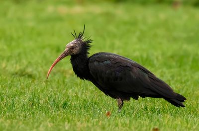 Eremitibis - Bald Ibis - (Geronticus eremita)