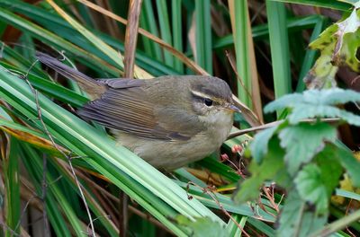 Videsngare - Raddes Warbler - (Phylloscopus schwarzi)