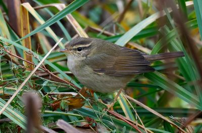 Videsångare - Radde´s Warbler - (Phylloscopus schwarzi)