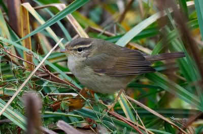 Videsngare - Raddes Warbler - (Phylloscopus schwarzi)