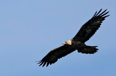 Kungsrn - Golden Eagle - (Aquila chrysaetos)