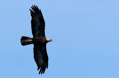 Kungsrn - Golden Eagle - (Aquila chrysaetos)