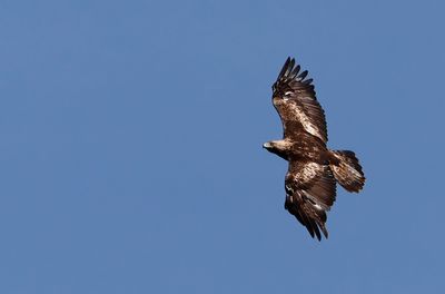 Kungsrn - Golden Eagle - (Aquila chrysaetos)