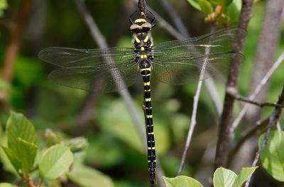 Kungstrollslända - Golden-ringed Dragonfly - (Cordulegaster boltonii)